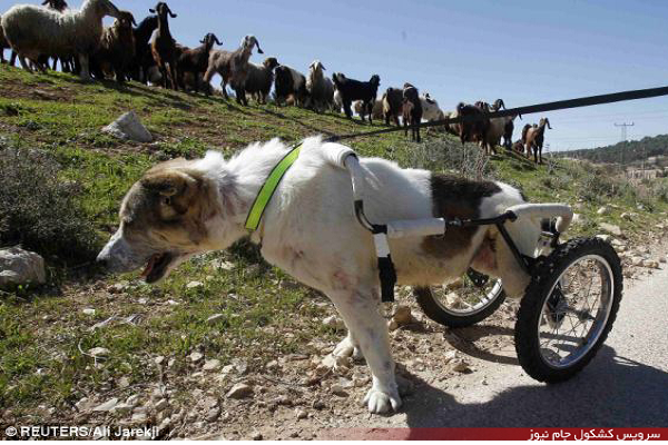 سگ گله ای که با ویلچیر راه می رود! / عکس