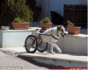 سگ گله ای که با ویلچیر راه می رود! / عکس