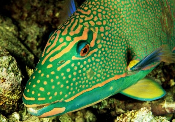 تصاویر بسیار زیبا از ماهی های رنگارنگ