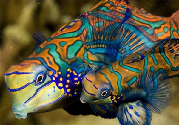 تصاویر بسیار زیبا از ماهی های رنگارنگ