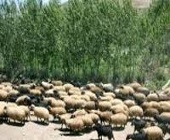ربودن یک گله گوسفند توسط سارقین مسلح