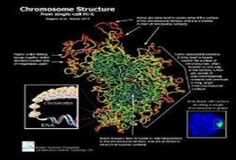 تهیه نخستین تصویر سه بعدی از کروموزوم ها/ شکل واقعی کروموزوم X