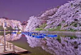 شکوفه‌های گیلاس ژاپنی