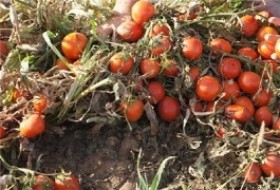 دلیل اصلی گرانی گوجه فرنگی‌