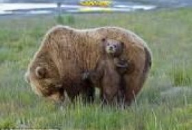 توله خرس و مادرش کرج را به هم ریختند