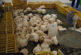 عرضه مرغ زنده باعث بروز بیماری و به خطر انداختن سلامت انسان می شود