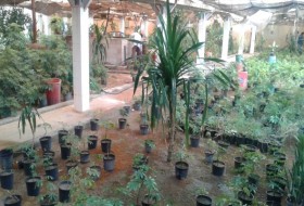 گلخانه تولید گل و گیاهان زینتی دانشگاه زابل :تصاویر