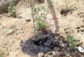 اسید جهل، چهره درختکاری مردمی زابل را سوزاند