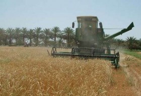 خرید بیش از 70 هزار تن گندم در سیستان وبلوچستان