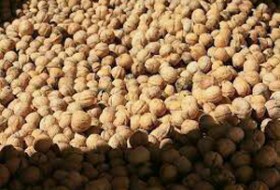 کشف ۹ تن بذر ریحان و ۱۳ تن گردوی قاچاق در شهرستان زابل