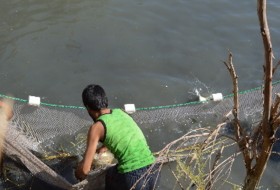 بچه ماهی های قزل آلا در استخرهای زابل رها شدند