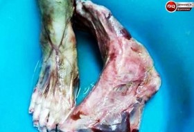 سرو پاهای قطع شده انسان در یک رستوران +عکس