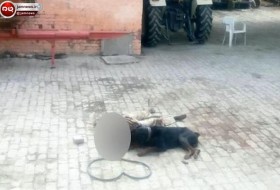 سگ وحشتناکی که به طرز فجیعی صاحبش را کشت و خورد! / ببینید + تصاویر