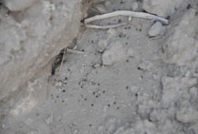 حمله حشراتی از جنس کنه به روستای فقیر لشکری نیمروز+تصاویر