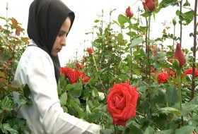 عطر گلهای رز بیرجند در کلان شهری های کشور