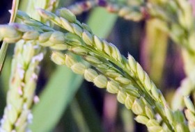 کاشت برنج در جنوب سیستان و بلوچستان بررسی شود