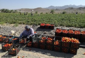 برداشت اولین محصول پاییزی در جنوب استان سیستان و بلوچستان