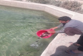 رهاسازی ۷۰ هزار قطعه بچه ماهی در استخرهای زابل/ ۲۵ تن قزل آلا برداشت خواهد شد