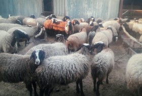 سرقت مسلحانه هشت راس گوسفند در روستای پلگی خمر/ نیروی انتظامی امنیت روستاها را تامین کند