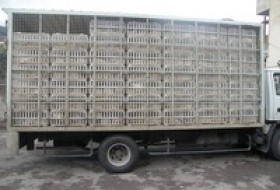 ممنوعیت وارادت مرغ به زابل از قبل اعلام نشده/ مسئولان مربوطه بار کامیون ها را آزاد کنند
