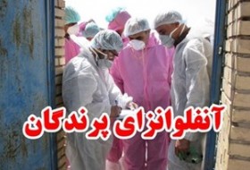 پایش آنفلوآنزای فوق حاد پرندگان در تالاب کجی نمکزار نهبندان