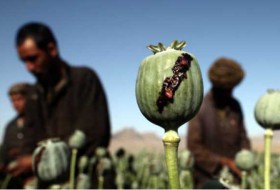 آمریکا بزرگترین حامی تولید و ترانزیت موادمخدر در جهان/افزایش100برابری کشت خشخاش، حاصل لشکرکشی غرب به افغانستان