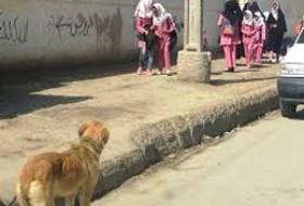 تهدید سگ های ولگرد معضل تکراری در سیستان