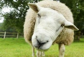 پرواز گوسفندهای رومانی به ایران
