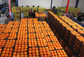 جزئیات تدابیر اتخاذ شده برای تنظیم بازار میوه در شب عید/ ۴۰ هزار تن مرکبات ذخیره سازی شده است