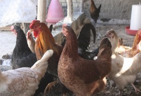 تحقق اقتصاد مقاومتی با پرورش مرغ بومی/ طعم شیرین کارآفرینی با اشتغالزایی 5 نفره در هامون