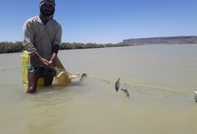ماهی زابل کیلویی 9 هزار تومان/ رئیس محیط زیست: مانعی برای صید از تالاب هامون وجود ندارد