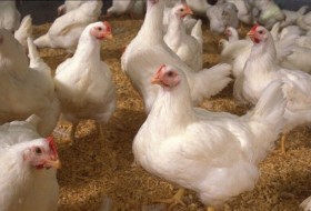 ۸ تن مرغ آلوده زنده در زابل کشف شد