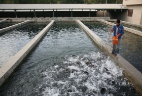 صید ماهی قزل آلا از استخر‌های شهرستان هیرمند آغاز شد