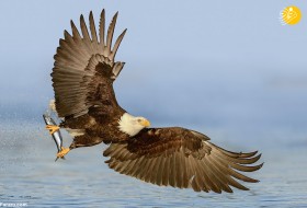 (تصاویر) لحظه ماهی گرفتن عقاب سرسفید از فاصله نزدیک
