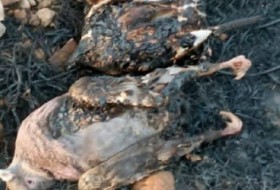 مرگ دردناک پرندگان در میان شعله‌های آتش خائیز+تصاویر و فیلم