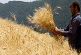 گندم کاران سیستان وبلوچستان ۹۰درصد محصول گندم خود را برداشت کردند