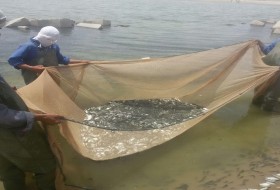 جمع آوری، صید و فرآوری ماهیان استحصالی از دریاچه هامون و رودخانه های سیستان با مشارکت بخش خصوصی