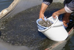 100 هزار بچه ماهی گرمابی در استخر های پرورش ماهی زابل رها سازی شدند