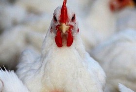 سریال تکراری نایاب در بزرگترین تولید کننده مرغ کشور؛ ضرب ‌الاجل مسئولان ضربی نداشت