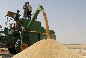 یش‌از پنج هزار و ۵۰۰ تن گندم از ابتدای فروردین ماه جاری از کشاورزان جنوب سیستان و بلوچستان خریداری شده است.