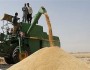 یش‌از پنج هزار و ۵۰۰ تن گندم از ابتدای فروردین ماه جاری از کشاورزان جنوب سیستان و بلوچستان خریداری شده است.