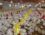 سرمایه‌گذاری راهی برای خودکفایی تولید گوشت مرغ